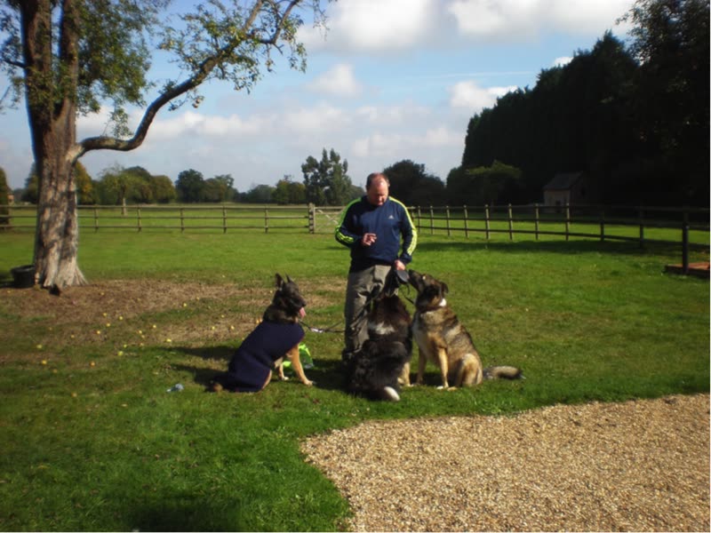 A trainer in a fenced grass paddock with three German Shepherd-type dogs sitting in a row in front of him
