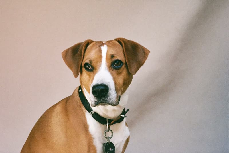 An alert dog sitting in three-quarter view